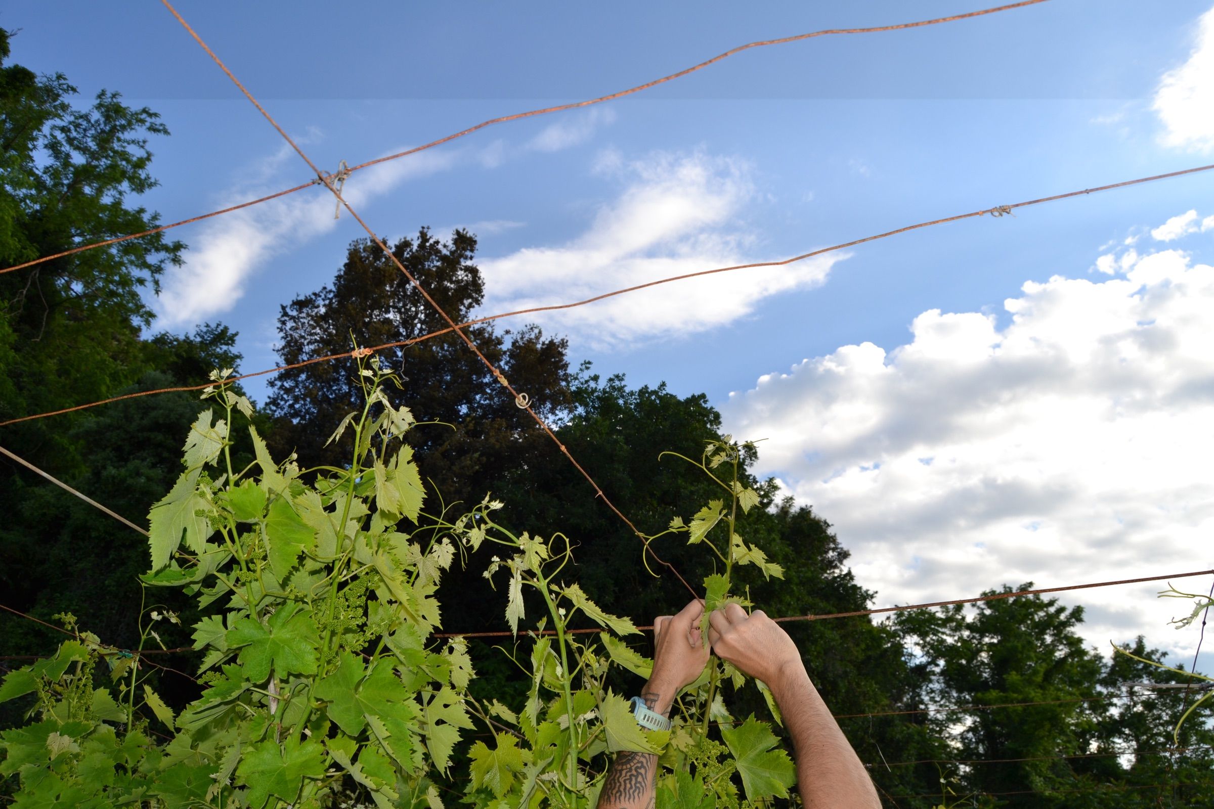 Mani che legano i tralci ai fili della vigna, contro il cielo