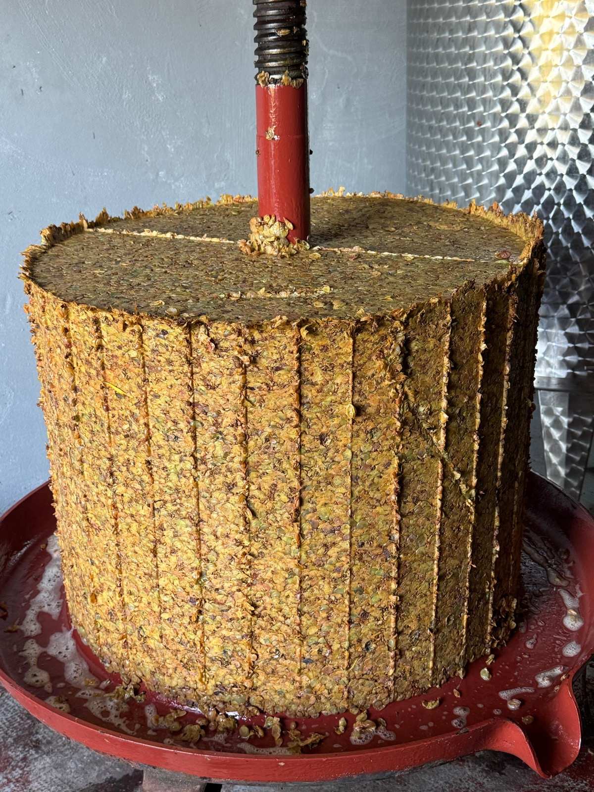 Il torchio in cantina, con le vinacce pressate e il mosto che cola nel piatto
